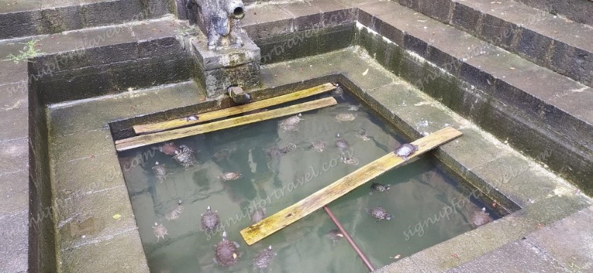 26_Tortoises in the temple tank. Beautiful slow creatures- Rajgad and Baneshwar travelogue