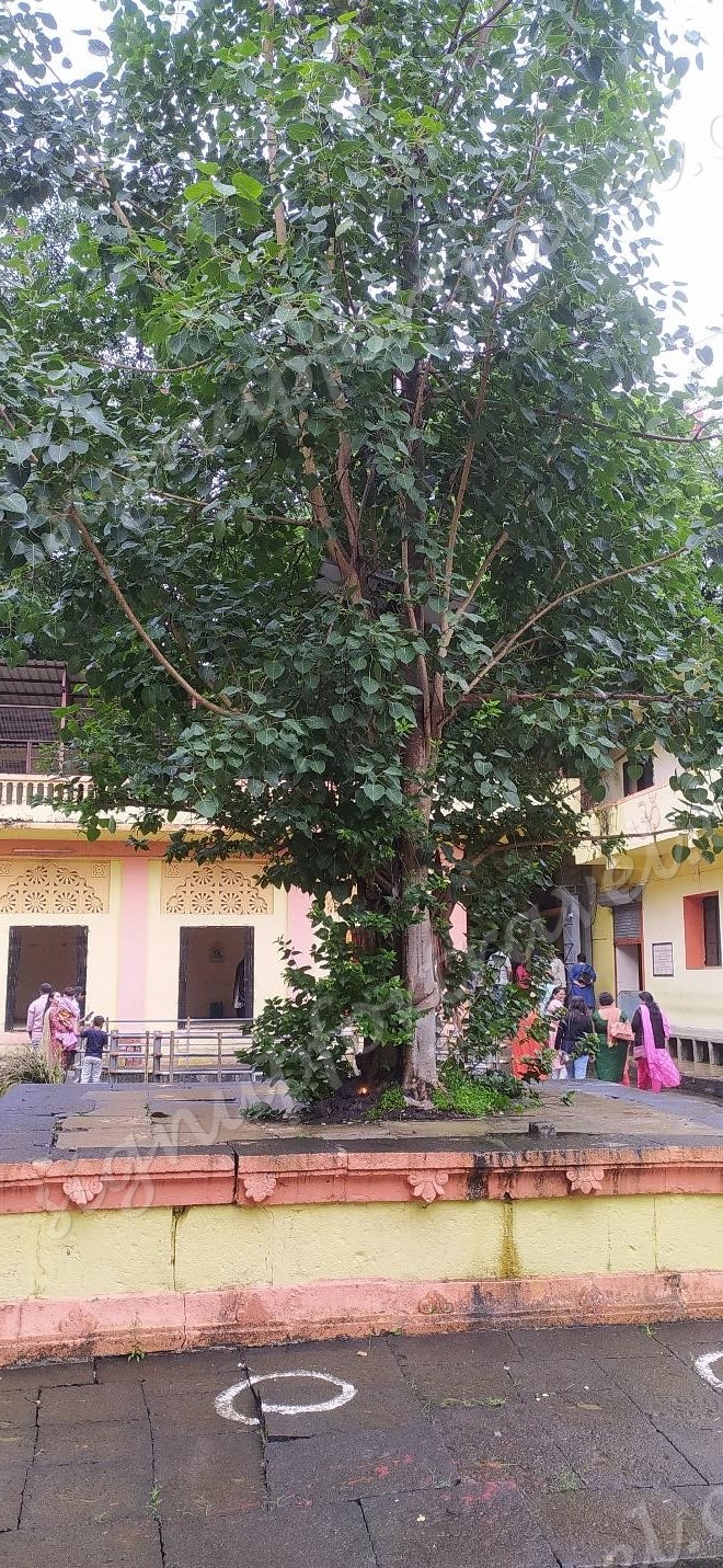 27_peepal tree- Rajgad and Baneshwar travelogue