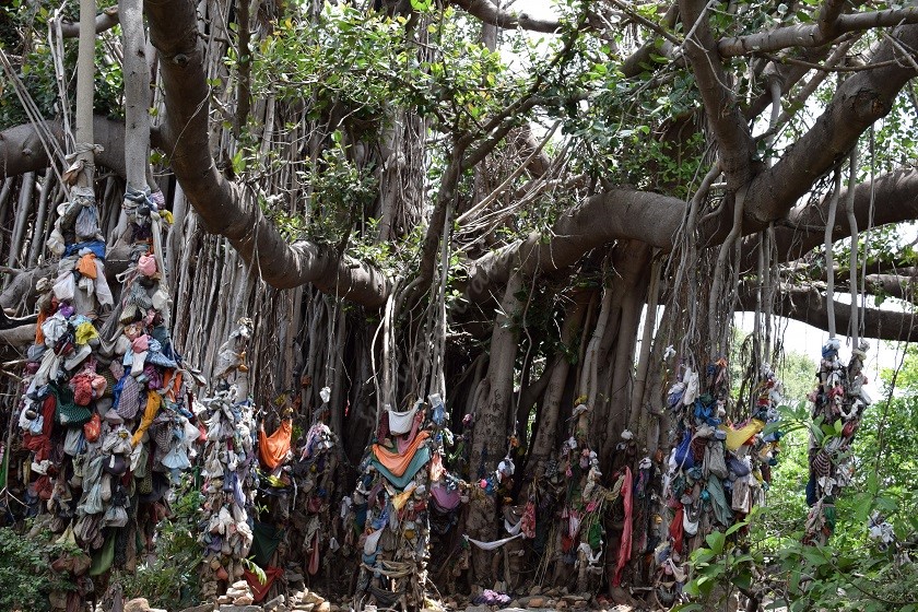 Sacred banyan tree