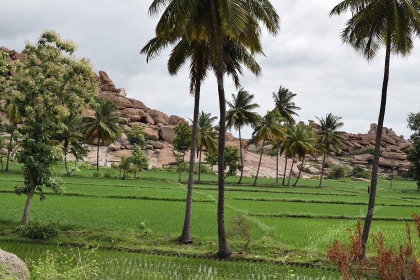 Beautiful fields near Anjanadri hill near Hampi