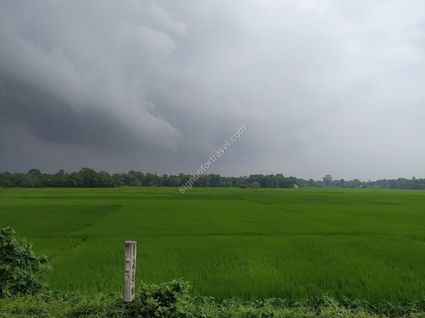 View of Assam Fields from North East Express (12506)