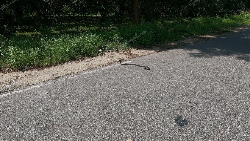 Dead cobra on the road