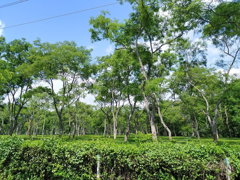 View of the famous tea gardens of Assam near Dimakuchi