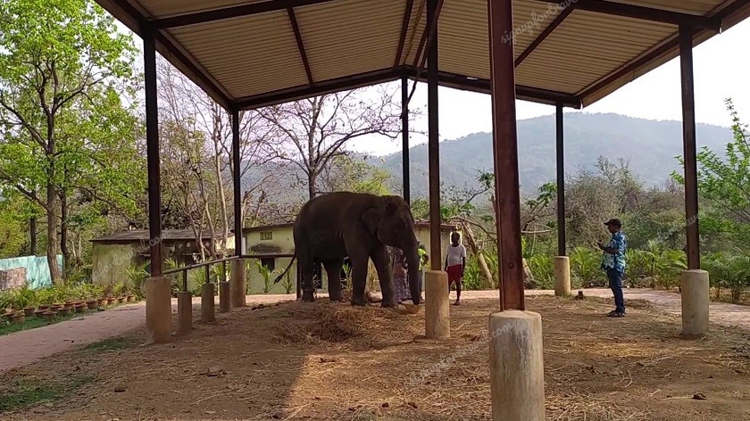 Elephant at Dalma Wildlife Sanctuary Main Gate